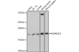Western blot analysis of extracts of various cell lines, using SUMO2/3 Rabbit mAb (ABIN7270370) at 1:500 dilution. (SUMO2 anticorps)