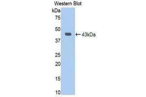 Western Blotting (WB) image for anti-Jagged 1 (JAG1) (AA 470-834) antibody (ABIN1859516) (JAG1 anticorps  (AA 470-834))