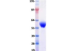 Validation with Western Blot