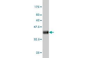 Western Blot detection against Immunogen (35.