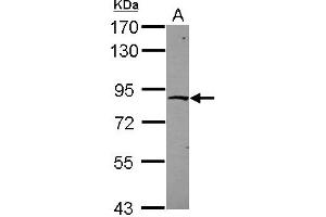 Western Blotting (WB) image for anti-Zinc Finger Protein 226 (ZNF226) (N-Term) antibody (ABIN1494116) (ZNF226 anticorps  (N-Term))