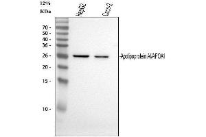 Western blot analysis of APOA1 using anti-APOA1 antibody (ABIN7600897).