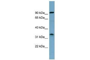 WB Suggested Anti-SDS Antibody Titration:  0. (serine Dehydratase anticorps  (Middle Region))