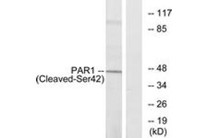 Western blot analysis of extracts from Jurkat cells, using PAR1 (Cleaved-Ser42) Antibody. (PAR1 anticorps  (Cleaved-Ser42))