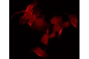 ABIN6267609 staining NIH-3T3 by IF/ICC.