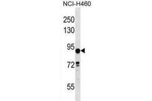 Western Blotting (WB) image for anti-Deleted in Lung and Esophageal Cancer 1 (DLEC1) antibody (ABIN2998641) (DLEC1 anticorps)