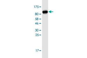 Western Blot detection against Immunogen (84. (DKC1 anticorps  (AA 1-514))