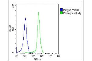Overlay histogram showing Jurkat cells stained with (ABIN6242448 and ABIN6578653)(green line).