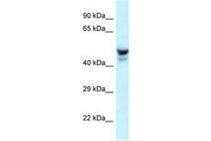 PHACTR3 抗体  (AA 240-289)