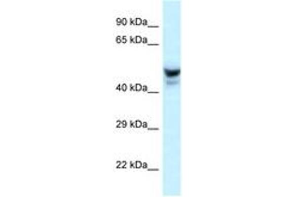 PHACTR3 anticorps  (AA 240-289)