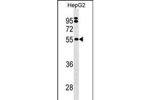 SEPSECS Antibody (C-term) (ABIN1537342 and ABIN2849889) western blot analysis in HepG2 cell line lysates (35 μg/lane).