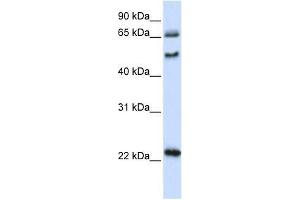 UNCX antibody used at 0. (UNCX anticorps  (N-Term))