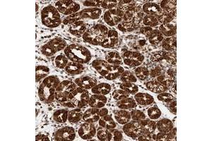 Immunohistochemical staining of human stomach with SEC14L1 polyclonal antibody  shows strong granular cytoplasmic and nuclear positivity in glandular cells at 1:50-1:200 dilution. (SEC14L1 anticorps)