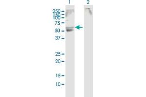Western Blot analysis of SLC22A12 expression in transfected 293T cell line by SLC22A12 MaxPab polyclonal antibody.
