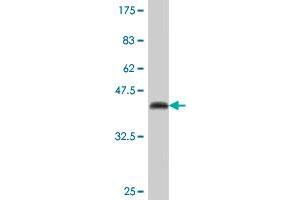 Western Blot detection against Immunogen (41.