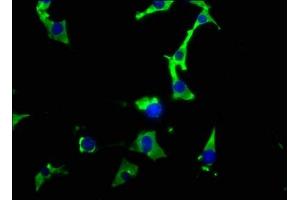 Immunofluorescence staining of NIH/3T3 cells with ABIN7127552 at 1:26, counter-stained with DAPI.