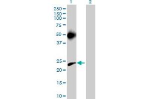 Western Blot analysis of MS4A3 expression in transfected 293T cell line by MS4A3 MaxPab polyclonal antibody. (MS4A3 anticorps  (AA 1-214))