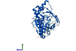 AlphaFold protein structure predicition of Human Recombinant BBOX1 Protein, UniprotID O75936