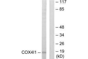Western blot analysis of extracts from A549 cells, using COX41 antibody. (COX IV anticorps  (N-Term))