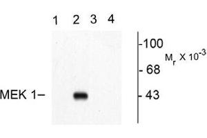Image no. 1 for anti-Mitogen-Activated Protein Kinase Kinase 1 (MAP2K1) (pThr292) antibody (ABIN221138) (MEK1 anticorps  (pThr292))