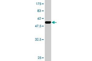 Western Blot detection against Immunogen (49.