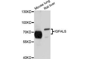 Western blot analysis of extracts of various cell lines, using IGFALS antibody (ABIN4904015) at 1:1000 dilution. (IGFALS anticorps)
