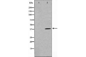 Western blot analysis on 293 cell lysate using MOS Antibody,The lane on the left is treated with the antigen-specific peptide.
