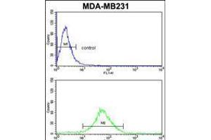 Flow cytometric analysis of MDA-MB231 cells (bottom histogram) compared to a negative control cell (top histogram). (FMO3 anticorps  (N-Term))