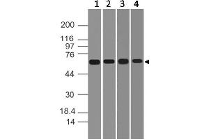 Image no. 1 for anti-DEAD (Asp-Glu-Ala-Asp) Box Polypeptide 41 (DDX41) (AA 30-240) antibody (ABIN5027142) (DDX41 anticorps  (AA 30-240))