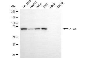 Western blotting analysis using ATG7 antibody (ABIN7797675). (Recombinant ATG7 anticorps)