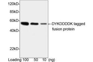 Image no. 2 for anti-DDDDK Tag (C-Term) antibody (ABIN296895) (DDDDK Tag anticorps  (C-Term))