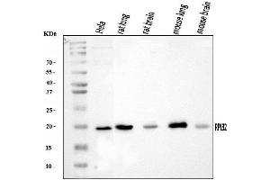 Western blot analysis of RPL32 using anti-RPL32 antibody (ABIN7601826). (RPL32 anticorps  (AA 48-129))