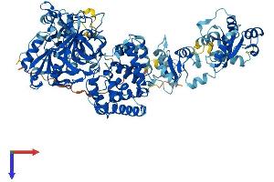 AlphaFold protein structure predicition of Mouse Recombinant Lig4 Protein, UniprotID Q8BTF7