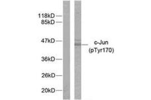 Western blot analysis of extracts from HeLa cells treated with UV, using c-Jun (Phospho-Tyr170) Antibody. (C-JUN anticorps  (pTyr170))