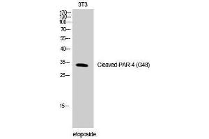 Western Blotting (WB) image for anti-Coagulation Factor II (Thrombin) Receptor-Like 3 (F2RL3) (cleaved), (Gly48) antibody (ABIN3172781) (F2RL3 anticorps  (cleaved, Gly48))