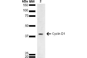 Western blot analysis of Rat brain lysate showing detection of ~33. (Cyclin D1 anticorps  (AA 1-100) (FITC))