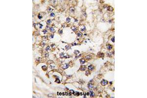 Formalin-fixed and paraffin-embedded human testis tissue reacted with PDX1 polyclonal antibody  , which was peroxidase-conjugated to the secondary antibody, followed by DAB staining. (PDX1 anticorps  (N-Term))
