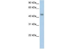 WB Suggested Anti-FARS2 Antibody Titration:  5. (FARS2 anticorps  (N-Term))