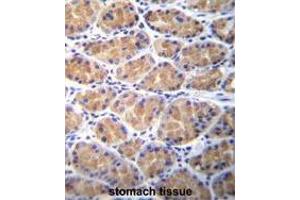 anti-Torsin Family 2, Member A (TOR2A) (AA 201-229), (Middle Region) antibody