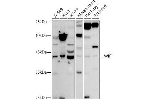 Western blot analysis of extracts of various cell lines, using WIF1 antibody (ABIN6128927, ABIN6150218, ABIN6150220 and ABIN6221033) at 1:500 dilution. (WIF1 anticorps  (AA 29-220))