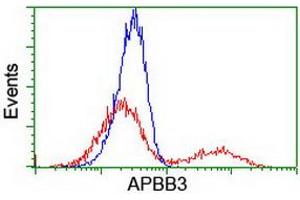 HEK293T cells transfected with either RC219752 overexpress plasmid (Red) or empty vector control plasmid (Blue) were immunostained by anti-APBB3 antibody (ABIN2455171), and then analyzed by flow cytometry.