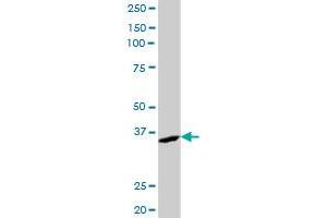 AKR7A2 MaxPab polyclonal antibody.