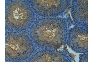 IHC-P analysis of Mouse Testis Tissue, with DAB staining. (NOS2 anticorps  (AA 43-213))