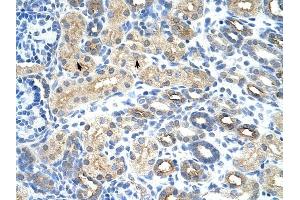 U1SNRNPBP antibody was used for immunohistochemistry at a concentration of 4-8 ug/ml to stain Epithelial cells of renal tubule (arrows) in Human Kidney. (SNRNP35 anticorps  (N-Term))