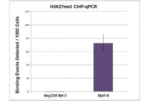 Histone H3K27me3 antibody (pAb) tested by ChIP. (Histone 3 anticorps  (H3K27me3))