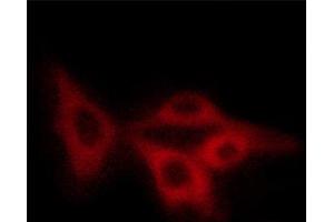 ABIN6267404 staining COS7 cells by ICC/IF.