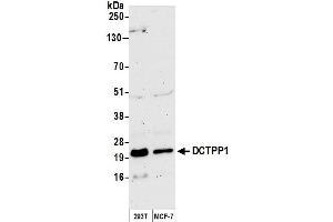 anti-DCTP Pyrophosphatase 1 (DCTPP1) (AA 120-170) antibody
