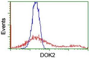 HEK293T cells transfected with either RC207621 overexpress plasmid (Red) or empty vector control plasmid (Blue) were immunostained by anti-DOK2 antibody (ABIN2454864), and then analyzed by flow cytometry. (DOK2 anticorps)