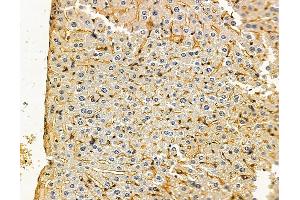 anti-Nuclear Transcription Factor, X-Box Binding-Like 1 (NFXL1) antibody