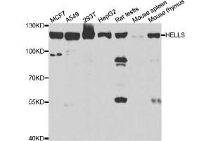 Western blot analysis of extracts of various cell lines, using HELLS antibody (ABIN5973444) at 1/1000 dilution. (HELLS anticorps)